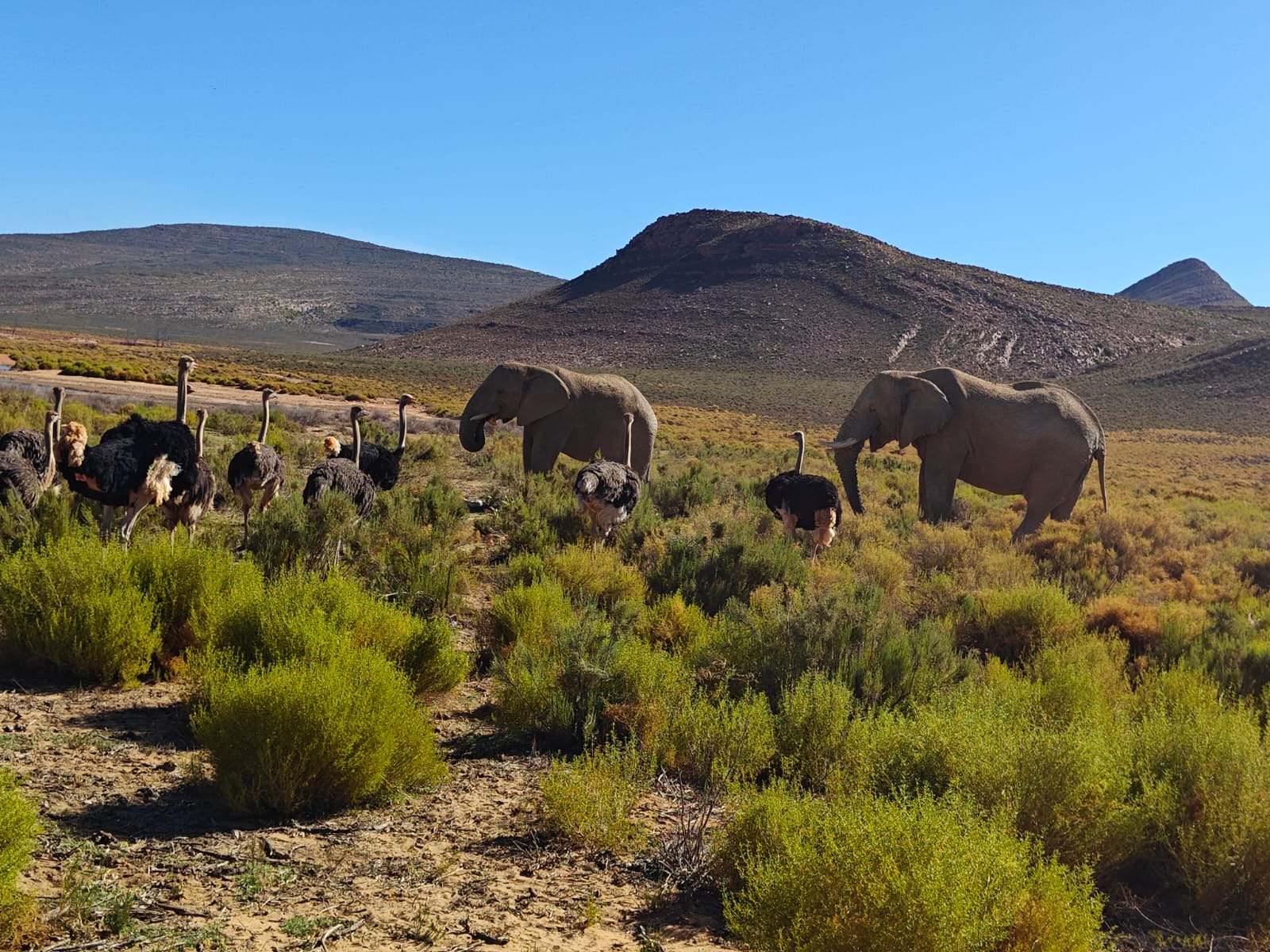 Aquila Game Reserve - Safari 41